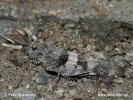 Blue-winged Grasshopper