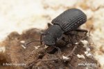 Bolitophagus reticulatus