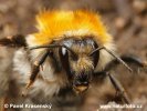 Bombus sp.