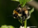 Bombus terrestris