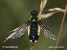 Bombyliidae