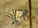 Borboleta cauda-de-andorinha