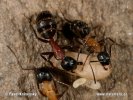 Boreal Carpenter Ant