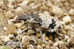 Bothynoderes affinis