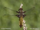 Broad-bodied Chaser