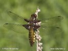 Broad-bodied Chaser