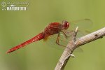 Broad Scarlet Darter