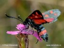 Burnet Moth