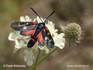 Burnet Moth