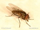 Cabbage Root Fly