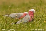 Cacatua de cap rosat