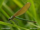 Calopteryx splendens