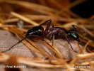 Camponotus ligniperda