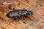 Carabid Beetle