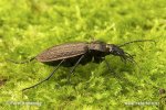 Carabus granulatus