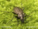 Carabus granulatus