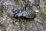 Carabus - Ground beetle