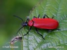 Cardinal beetle