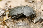 Carrion Beetle