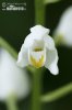Cephalanthera longifolia
