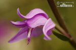 Cephalanthera rubra