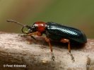 Cereal Leaf Beetle