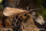 Chaetopteryx villosa