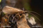 Chaetopteryx villosa