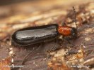 Chequered Beetle