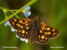 Chequered Skipper