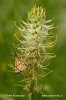 Chequered Skipper