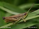 Chorthippus montanus