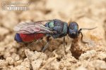 Chrysis splendidula