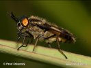 Chrysops caecutiens