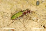 Cicindela campestre