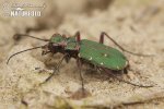 Cicindela campestre