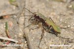 Cicindela campestris