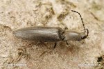 Click Beetle