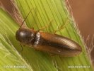 Click Beetle