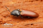 Click beetle