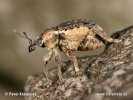 Clover Leaf Weevil