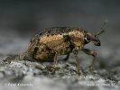 Clover Leaf Weevil