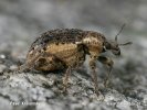 Clover Leaf Weevil