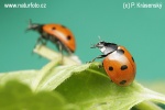 Coccinella comune