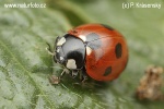 Coccinella septempunctata