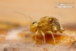 Collembola