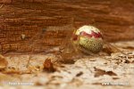 Comb-footed Spider