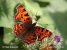 Comma Butterfly