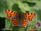 Comma Butterfly