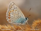 Common Blue